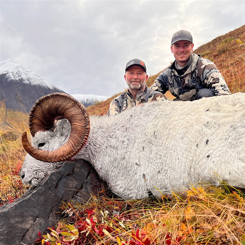Stacey Hunt – Dall's Sheep