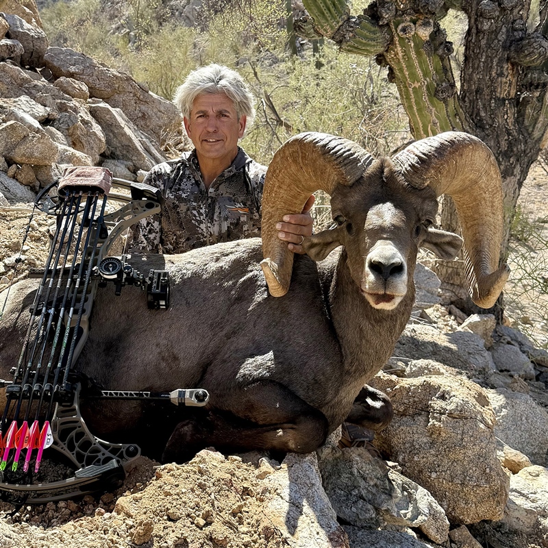 Tom Foss – Desert Bighorn