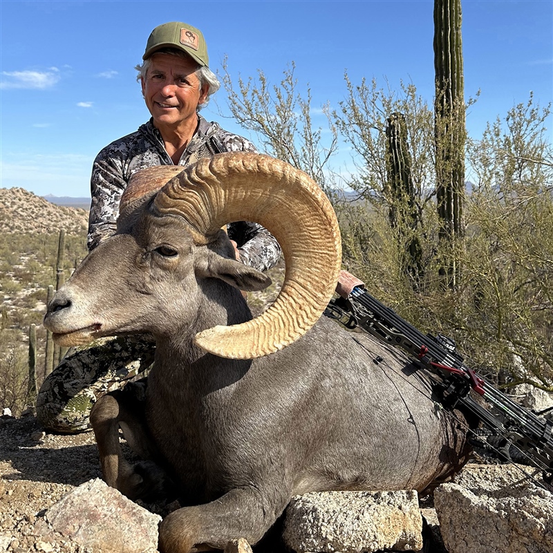 Tom Foss – Desert Bighorn
