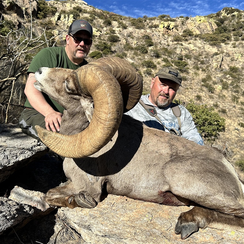 Wayne Hunt – Desert Bighorn