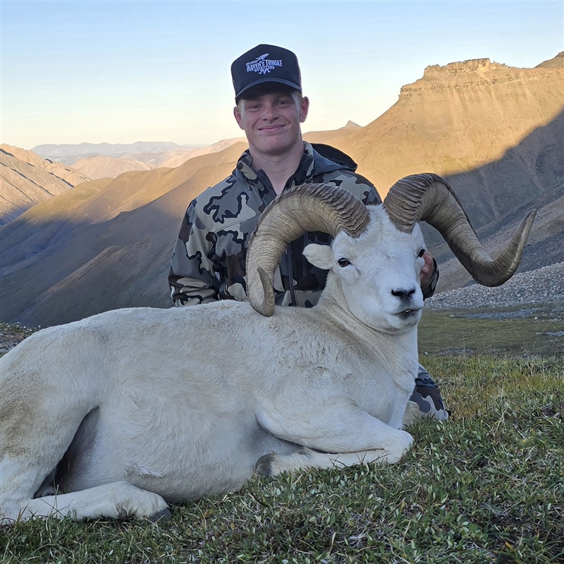 Wyatt Winston – Dall's Sheep