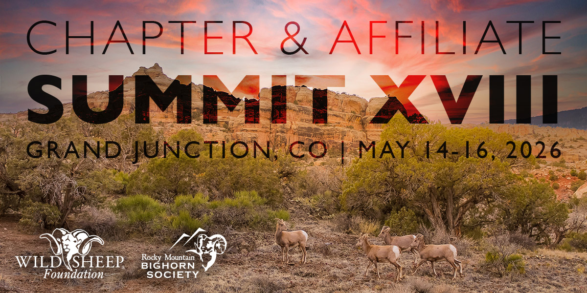 Colorado sunset bighorn sheep