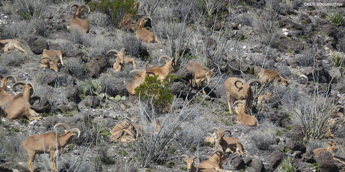Herd of aoudad in Texas Herd of aoudad in Texas