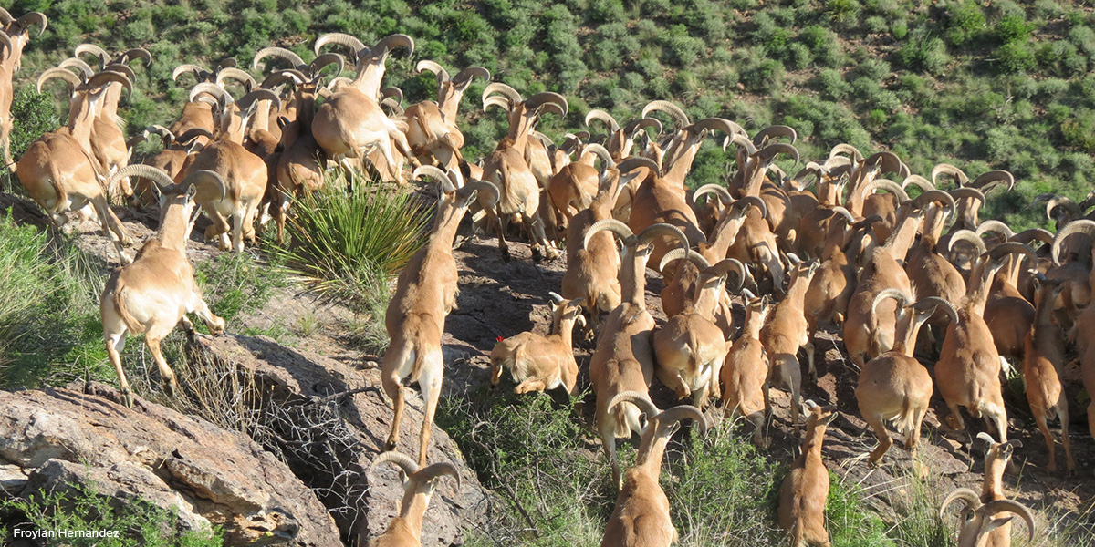 Herd of running aoudad in Texas. Photo by Froylan Hernandez Herd of running aoudad in Texas. Photo by Froylan Hernandez