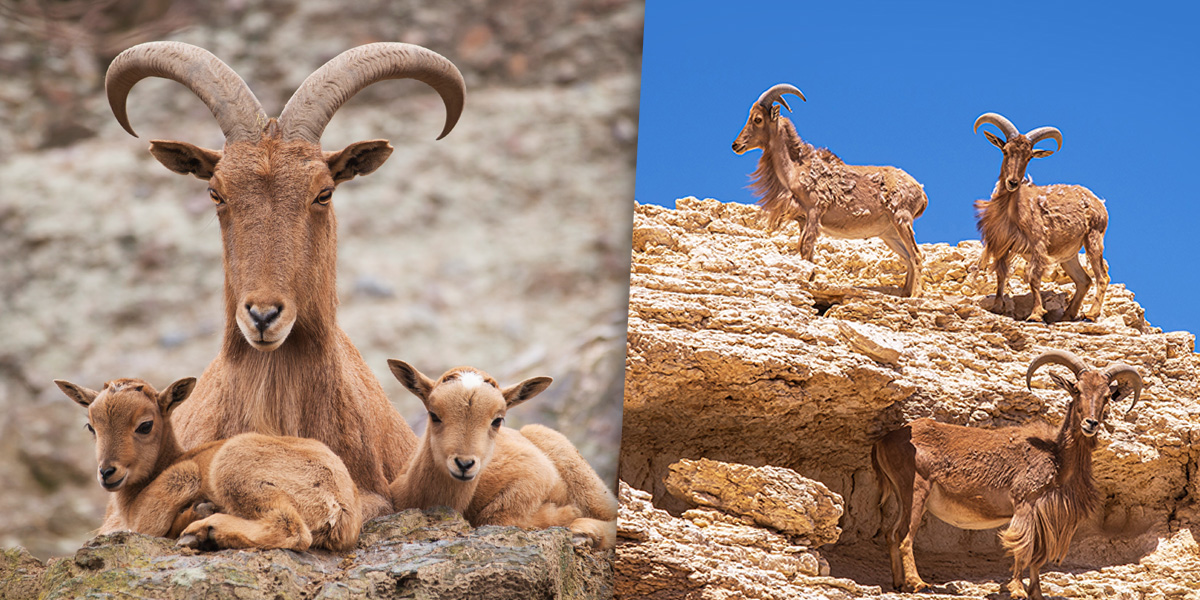Collage of aoudad Collage of aoudad