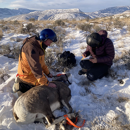Researchers assessing the health of a wild sheep in British Columbia