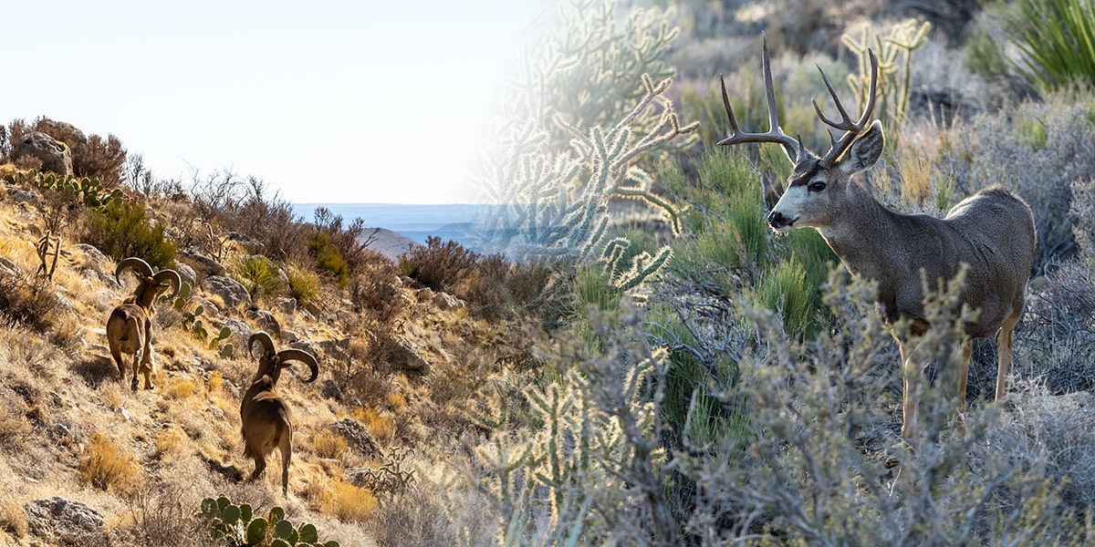 Collage of aoudad and mule deer in Texas Collage of aoudad and mule deer in Texas