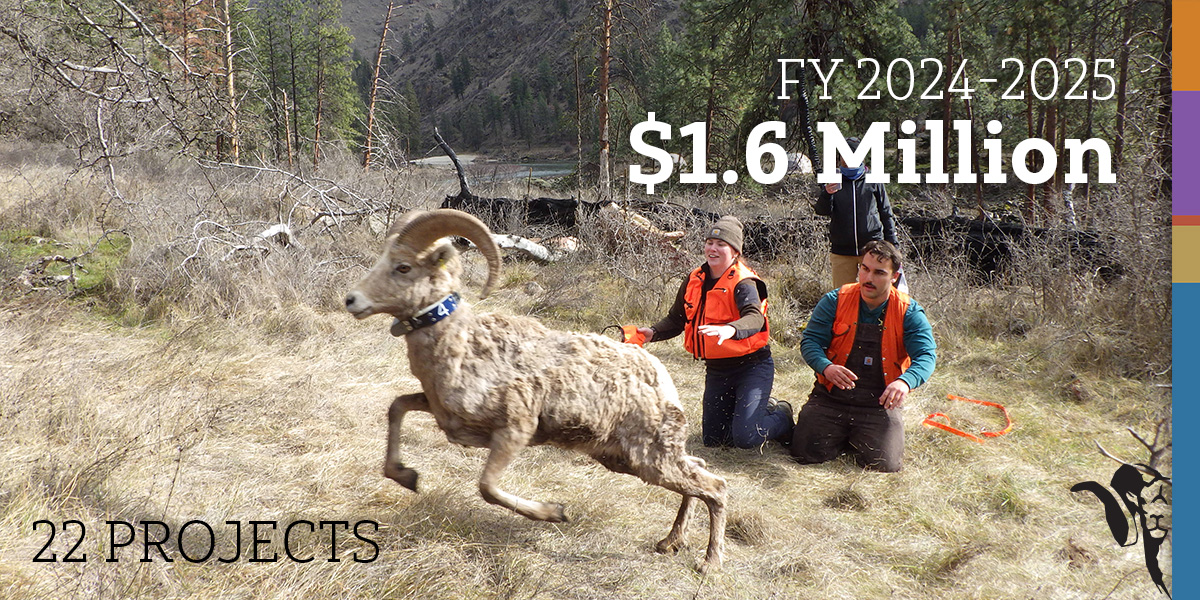volunteers and biologists releasing a bighorn sheep that was assessed for health volunteers and biologists releasing a bighorn sheep that was assessed for health