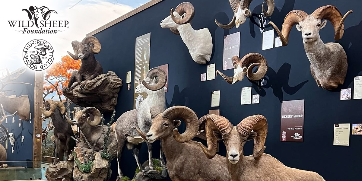 Award-winning wild sheep on display for the Boone and Crockett Club's 32nd Big Game Awards Program