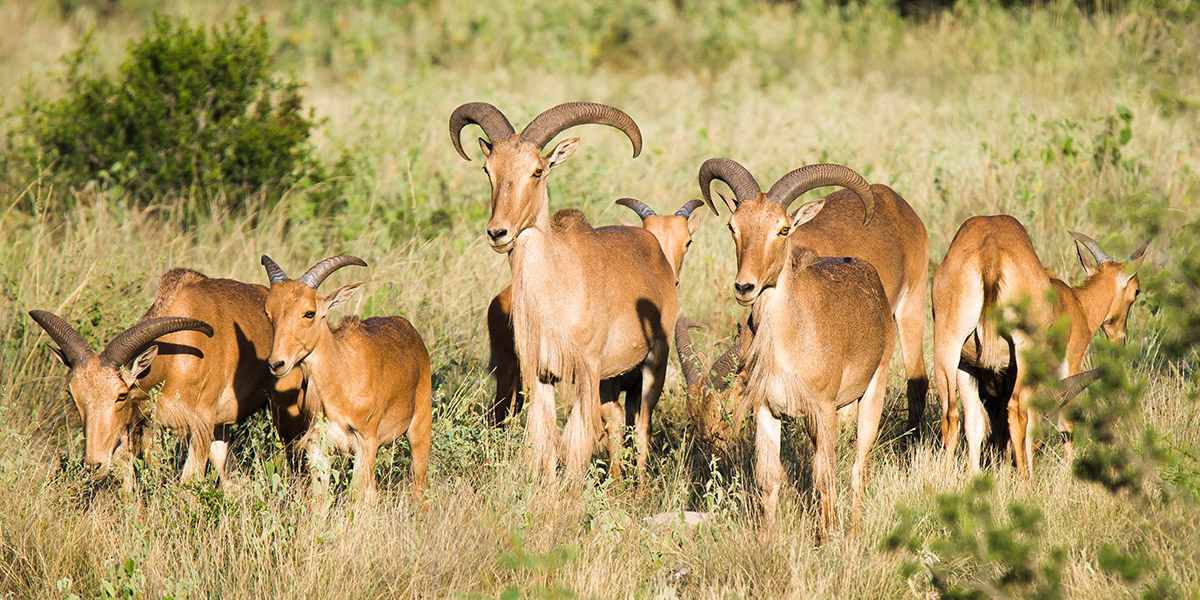 Herd of aoudad. ®istockphoto.com / GizmoPhoto Herd of aoudad. ®istockphoto.com / GizmoPhoto