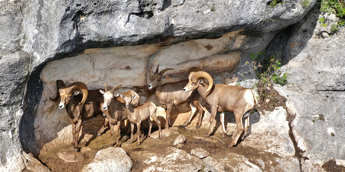 Herd of desert bighorn sheep. Courtesy Luis Salinas / WSF Photo Contest Herd of desert bighorn sheep. Courtesy Luis Salinas / WSF Photo Contest