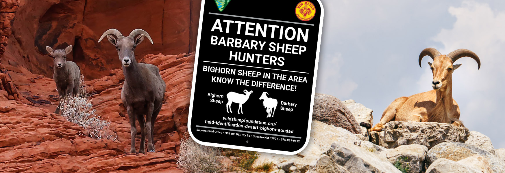 Collage with desert bighorn ewes and an aoudad with a warning sign. Collage with desert bighorn ewes and an aoudad with a warning sign.