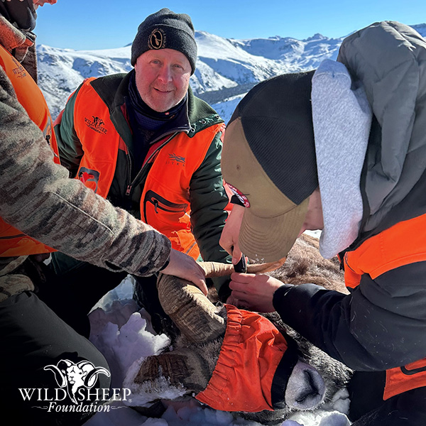 Biologist Bill Jex in the mountains assessing wild sheep