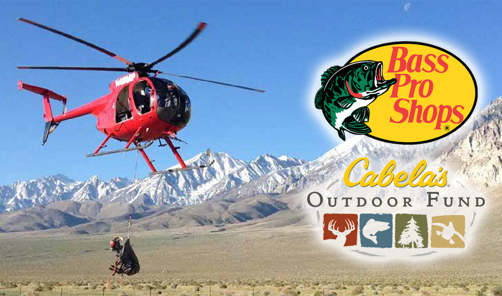 Helicopter lowering a capture bighorn sheep. Helicopter lowering a capture bighorn sheep.