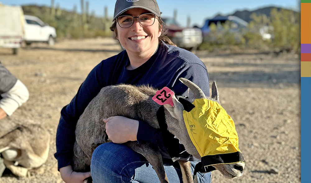 Conservation work done in Arizona’s Harcuvar Mountains and aided by Wild Sheep Foundation (WSF) Grant-In-Aid funding has the potential to make a difference in desert sheep abundance and future tag availability. The population estimate in the Harcuvar Mountains is fewer than 200 desert bighorns. In November 2022, 30 were transplanted there. A FY 2023 WSF Grant-In-Aid commitment guaranteed $50,000 to purchase 30 GPS radio collars to monitor the sheep’s post-release movements, habitat use, and survival and to purchase a 500-gallon heavy water hauling trailer. WSF obtained $25,000 from WSF Midwest and $20,000 from Bass Pro Shops and Cabela’s Outdoor Fund in partner funding for this multi-faceted project. Based on two years of game camera monitoring of the region’s previous wild sheep population, it was determined the area’s bighorns use three temporary water tanks. “All of the data gathered from the trail cameras and collaring is interesting, and it’s helping us make informed decisions for the sheep,” said Eric Hunt of the Arizona Desert Bighorn Sheep Society. A fascinating observation involves preferred water source locations. “The research shows these sheep prefer tanks on south-facing slopes near the top. The south side tends to have a little more open space, making the bighorns more comfortable approaching the water source.” Hunt said future work will include building a 30,000-gallon water catchment. “We’ve seen the sheep from the last transplant will use the water we put out with the temporary tanks. The big one will stop the constant, expensive, and challenging water hauling, and it can be filled from a nearby road.” THREE 500-GALLON WATER HAULING TRAILERS WILL BE PUT INTO USE UNTIL THE 30,000 GALLON WATER CATCHMENT IS BUILT. The area has also seen long-term predator management. Hunt said that under the auspices of the Arizona Fish & Game Department (AZGFD) Adaptive Mountain Lion Management Plan, seven years of work have already occurred in the Harcuvar Mountains, raising the likelihood of a successful bighorn transplant effort. According to WSF’s Vice President of Conservation Kevin Hurley, AZGFD projects the East Harcuvar Mountains could hold 400 plus desert bighorn sheep. That’s double the current population. “Lack of reliable water is always a management concern for desert bighorn sheep in Arizona and other arid locations. Of course, large carnivores like mountain lions can certainly have an impact as well. And, like so many other places where wild sheep are challenged, respiratory bacteria and other pathogens often cause die-offs in Arizona desert bighorn sheep,” Hurley said. Hurley noted the project has many positive attributes that counter those challenges and gives hope for a big conservation success story. “There is real potential and opportunity for growth of a healthy desert bighorn sheep population in the Harcuvar Mountains,” he said. AZGFD officials said the territorial legislature protected desert bighorns in 1893 due to the massive loss every western state experienced. They were not a legal game in Arizona until 1953 when officials determined the “limited hunting of desert bighorn rams might be the only way to save these animals.” They offered the first tags that year, and now hunter-conservationists have united again to increase desert bighorn numbers and expand hunting opportunities. C&A Partners: Arizona Desert Bighorn Sheep Society Funding Partners: Bass Pro Shops/Cabela’s Outdoor Fund, WSF Midwest Chapter Conservation work done in Arizona’s Harcuvar Mountains and aided by Wild Sheep Foundation (WSF) Grant-In-Aid funding has the potential to make a difference in desert sheep abundance and future tag availability. The population estimate in the Harcuvar Mountains is fewer than 200 desert bighorns. In November 2022, 30 were transplanted there. A FY 2023 WSF Grant-In-Aid commitment guaranteed $50,000 to purchase 30 GPS radio collars to monitor the sheep’s post-release movements, habitat use, and survival and to purchase a 500-gallon heavy water hauling trailer. WSF obtained $25,000 from WSF Midwest and $20,000 from Bass Pro Shops and Cabela’s Outdoor Fund in partner funding for this multi-faceted project. Based on two years of game camera monitoring of the region’s previous wild sheep population, it was determined the area’s bighorns use three temporary water tanks. “All of the data gathered from the trail cameras and collaring is interesting, and it’s helping us make informed decisions for the sheep,” said Eric Hunt of the Arizona Desert Bighorn Sheep Society. A fascinating observation involves preferred water source locations. “The research shows these sheep prefer tanks on south-facing slopes near the top. The south side tends to have a little more open space, making the bighorns more comfortable approaching the water source.” Hunt said future work will include building a 30,000-gallon water catchment. “We’ve seen the sheep from the last transplant will use the water we put out with the temporary tanks. The big one will stop the constant, expensive, and challenging water hauling, and it can be filled from a nearby road.” THREE 500-GALLON WATER HAULING TRAILERS WILL BE PUT INTO USE UNTIL THE 30,000 GALLON WATER CATCHMENT IS BUILT. The area has also seen long-term predator management. Hunt said that under the auspices of the Arizona Fish & Game Department (AZGFD) Adaptive Mountain Lion Management Plan, seven years of work have already occurred in the Harcuvar Mountains, raising the likelihood of a successful bighorn transplant effort. According to WSF’s Vice President of Conservation Kevin Hurley, AZGFD projects the East Harcuvar Mountains could hold 400 plus desert bighorn sheep. That’s double the current population. “Lack of reliable water is always a management concern for desert bighorn sheep in Arizona and other arid locations. Of course, large carnivores like mountain lions can certainly have an impact as well. And, like so many other places where wild sheep are challenged, respiratory bacteria and other pathogens often cause die-offs in Arizona desert bighorn sheep,” Hurley said. Hurley noted the project has many positive attributes that counter those challenges and gives hope for a big conservation success story. “There is real potential and opportunity for growth of a healthy desert bighorn sheep population in the Harcuvar Mountains,” he said. AZGFD officials said the territorial legislature protected desert bighorns in 1893 due to the massive loss every western state experienced. They were not a legal game in Arizona until 1953 when officials determined the “limited hunting of desert bighorn rams might be the only way to save these animals.” They offered the first tags that year, and now hunter-conservationists have united again to increase desert bighorn numbers and expand hunting opportunities. C&A Partners: Arizona Desert Bighorn Sheep Society Funding Partners: Bass Pro Shops/Cabela’s Outdoor Fund, WSF Midwest Chapter