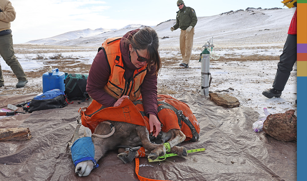 During FY2022-2023, more than 120 bighorn sheep were captured, collared, sampled in the I.O.N. Partnership Area. Of those, three were removed after their test results came back positive for Movi. At right, Stacey Davis Dauwalter of IDFG tends to a ewe during a capture in Idaho. During FY2022-2023, more than 120 bighorn sheep were captured, collared, sampled in the I.O.N. Partnership Area. Of those, three were removed after their test results came back positive for Movi. At right, Stacey Davis Dauwalter of IDFG tends to a ewe during a capture in Idaho.