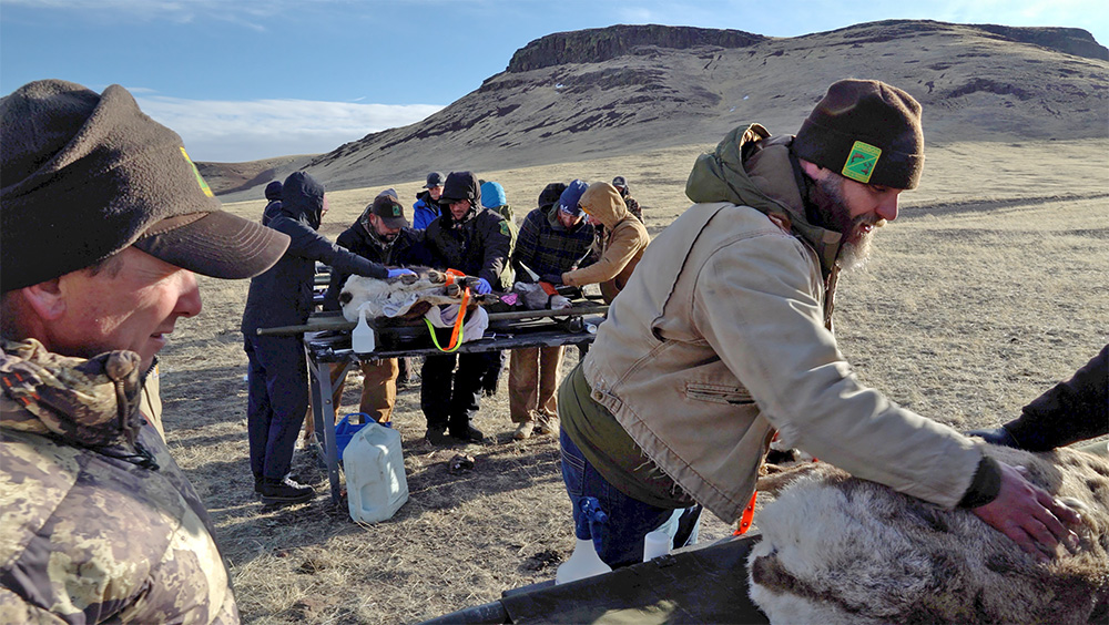 A crew of volunteers and biologists assist with monitoring the vitals of captured California bighorn sheep in southeast Oregon, Idaho and Nevada with the Oregon Department of Fish and Wildlife in January 2023. Keeping an animal’s body temperature low within a safe limit is critical. A crew of volunteers and biologists assist with monitoring the vitals of captured California bighorn sheep in southeast Oregon, Idaho and Nevada with the Oregon Department of Fish and Wildlife in January 2023. Keeping an animal’s body temperature low within a safe limit is critical.