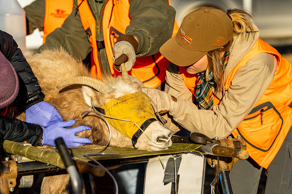 Essential research: In the short time they were in our care, each sheep underwent 6 nasal & cheek swabs, blood testing, tick checks, collaring, and ear tagging. Essential research: In the short time they were in our care, each sheep underwent 6 nasal & cheek swabs, blood testing, tick checks, collaring, and ear tagging.