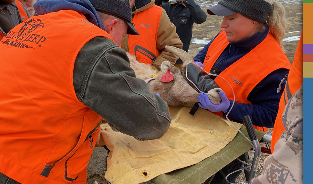 Volunteers assessing the health of bighhorn sheep in Nebraska Volunteers assessing the health of bighhorn sheep in Nebraska