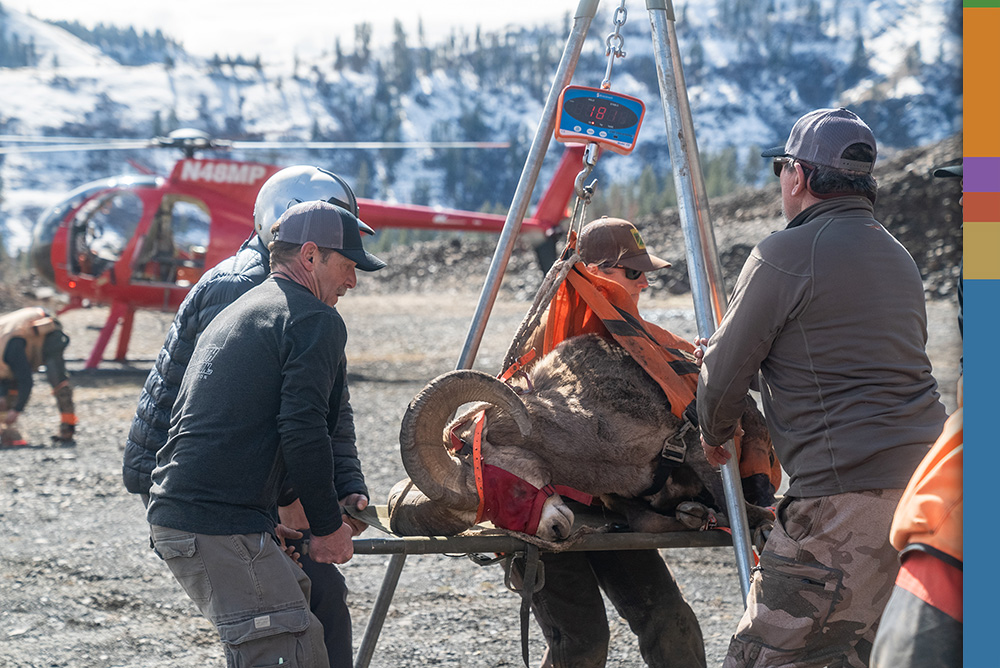Officials and volunteers captured more than 350 bighorns and released them after biological samples for testing and collaring efforts were completed. Officials and volunteers captured more than 350 bighorns and released them after biological samples for testing and collaring efforts were completed.