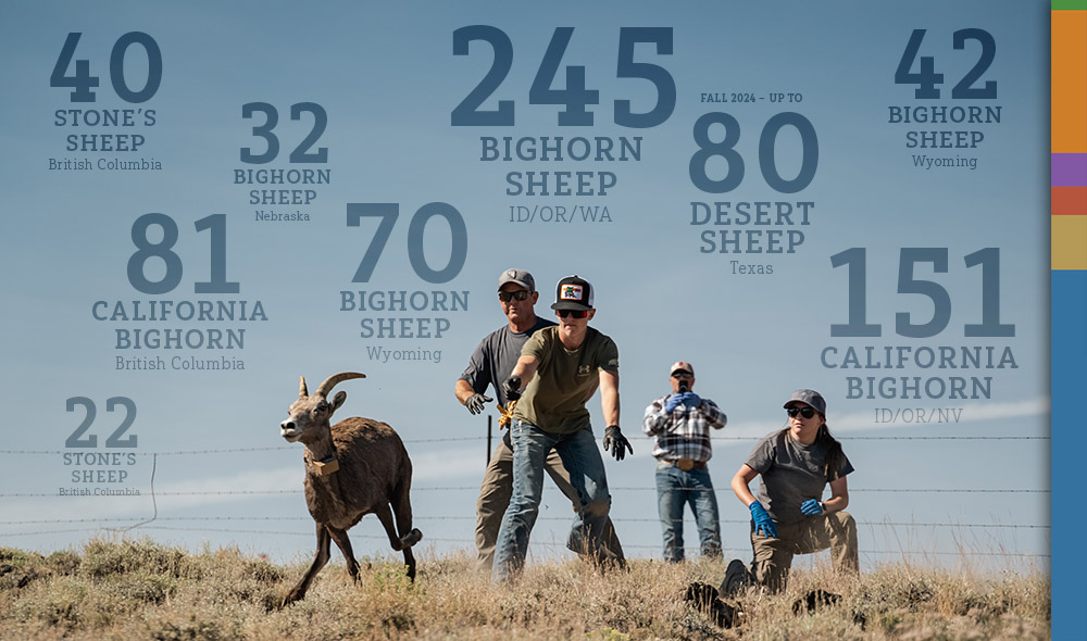 Releasing a bighorn after it went through a health assessment and fitted with a radio collar Releasing a bighorn after it went through a health assessment and fitted with a radio collar