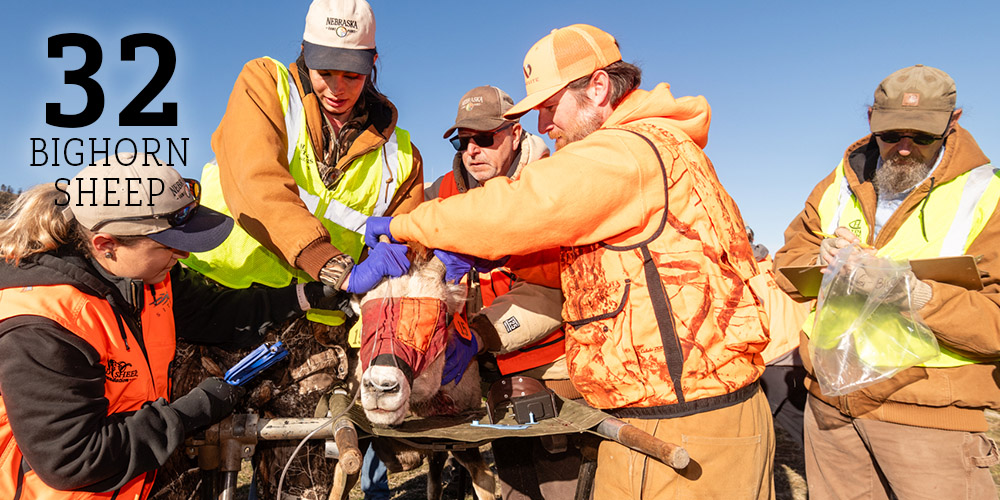 32 bighorn sheep captured for health assessment in Nebraska's Wildcat Hills 32 bighorn sheep captured for health assessment in Nebraska's Wildcat Hills