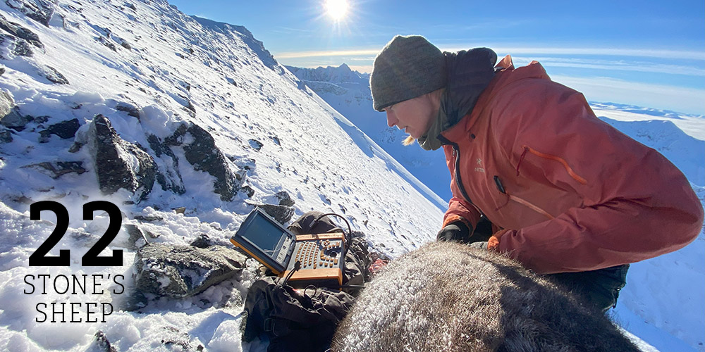 Biologist performing an ultrasound on a female Stone's sheep Biologist performing an ultrasound on a female Stone's sheep