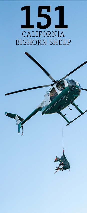 California bighorn sheep being transported by helicopter