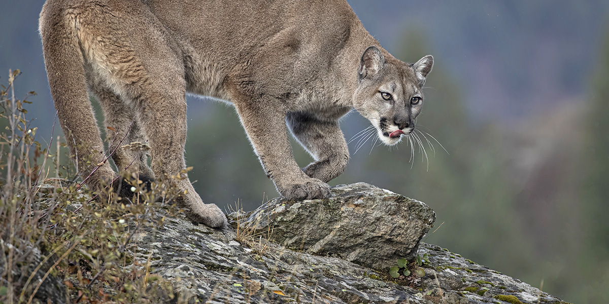 mountain lion