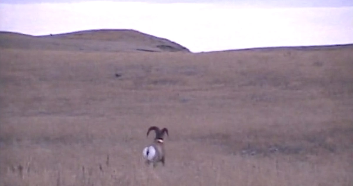 California bighorn sheep released in Oregon in 1954 California bighorn sheep released in Oregon in 1954