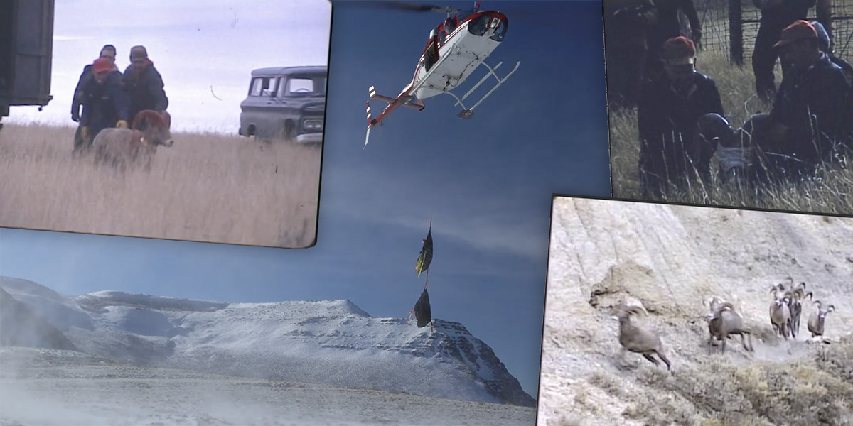 Collage of vintage California bighorn sheep translocation images