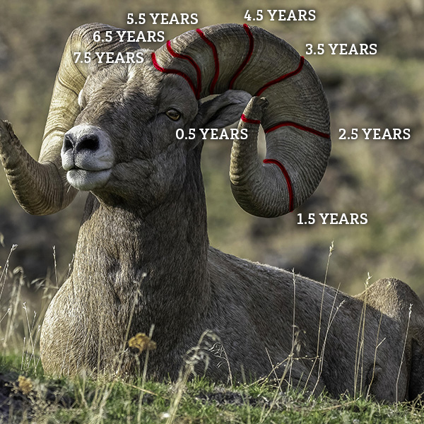 Diagram of sheep horn annuli