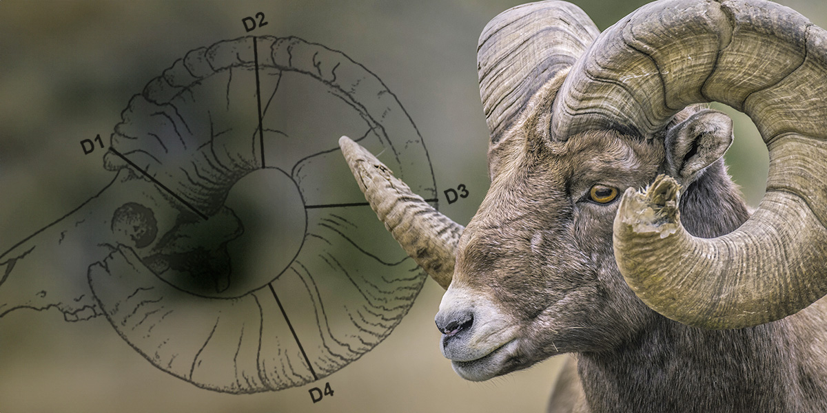 Collage with a diagram to score sheep with a live bighorn superimposed