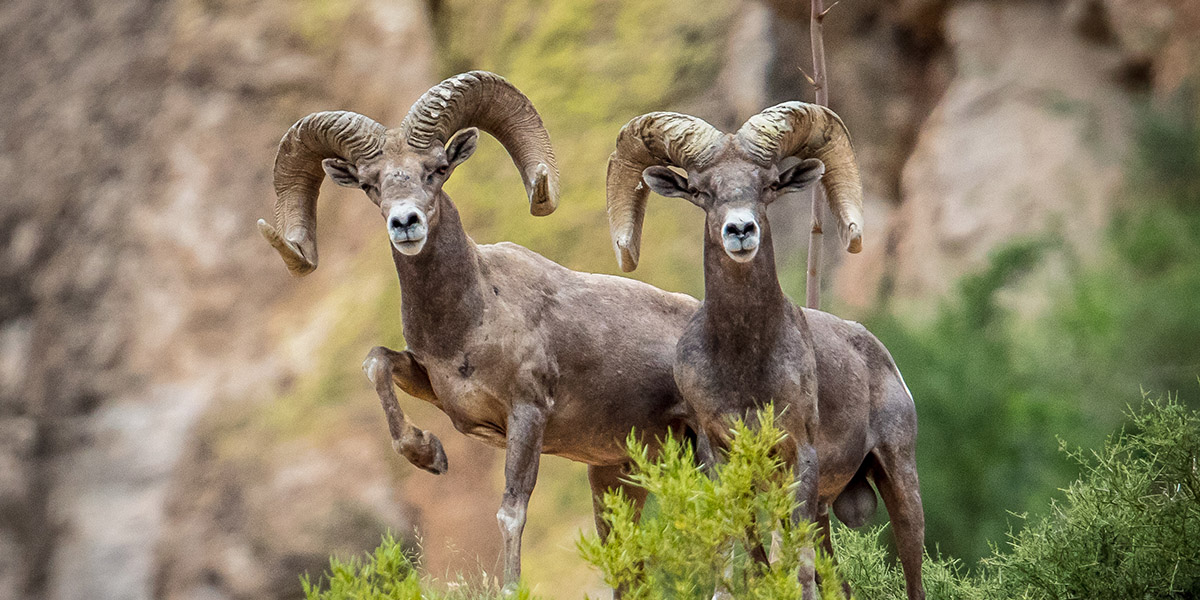 Mature desert bighorn rams