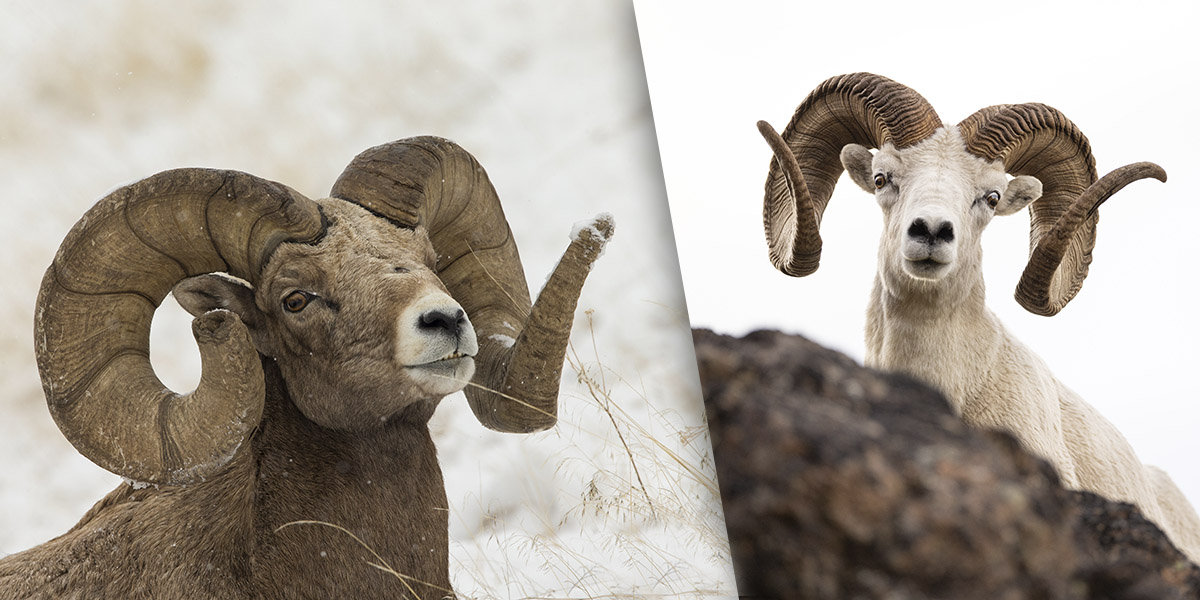 Examples of horns size on bighorn and thinhorn sheep
