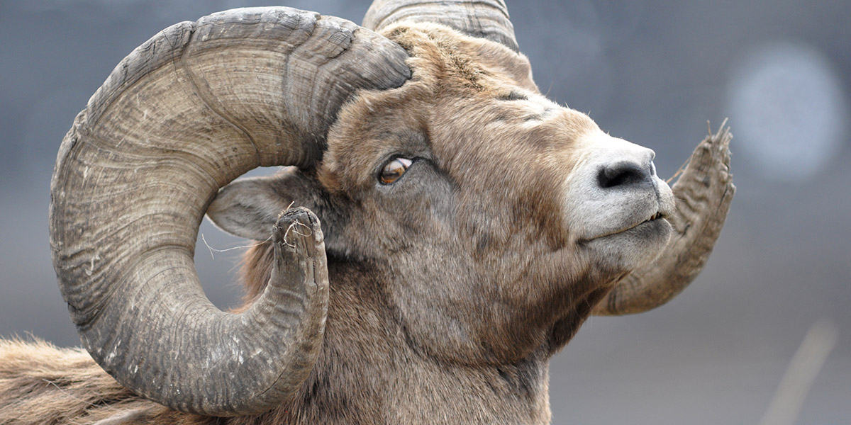 Close up photo of a mature bighorn sheep