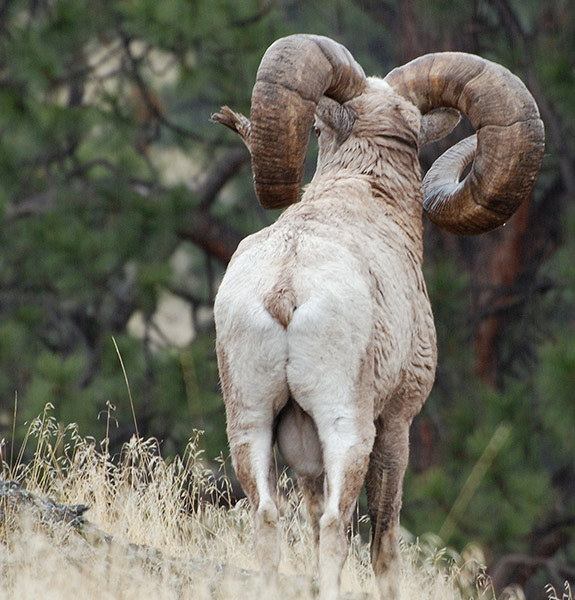 Bighorn sheep walking away