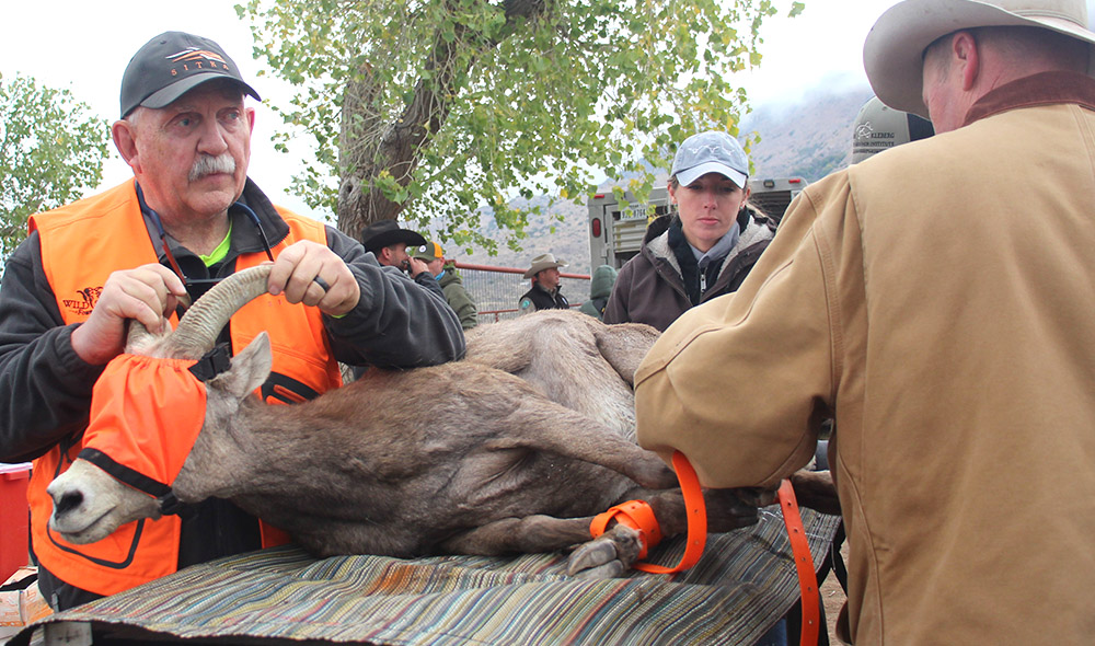 Kevin Hurley assisting with a health assessment of a desert bighorn ewe before she is collared and prepped for translocation. Kevin Hurley assisting with a health assessment of a desert bighorn ewe before she is collared and prepped for translocation.