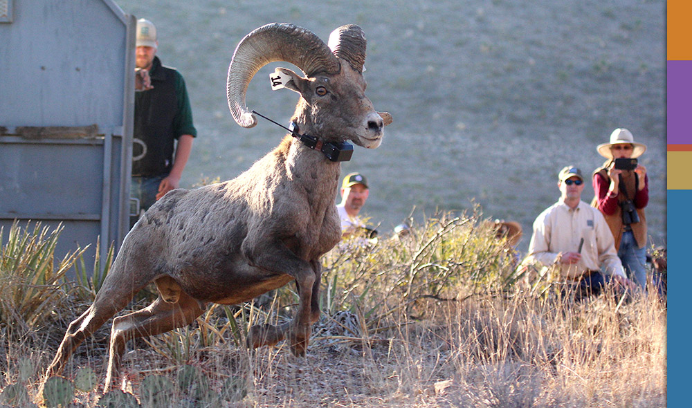 Desert bighorn ram jumping from a trailer out to his new home in the Franklin Mountains Desert bighorn ram jumping from a trailer out to his new home in the Franklin Mountains