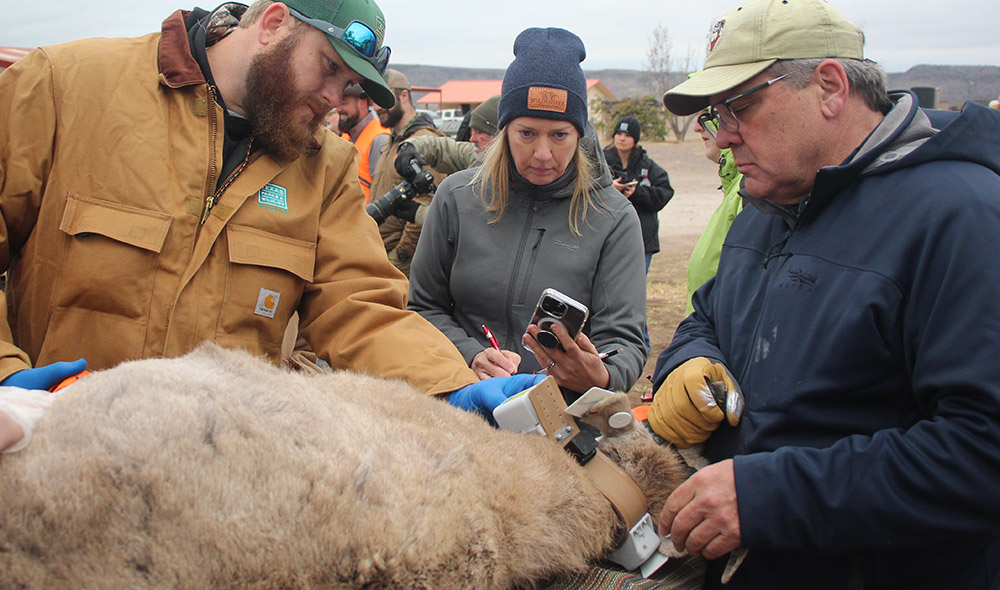 TPW employee, Renee Thornton, and Sam Cunningham assist with processing desert bighorns slated for translocation to Franklin Mountains State Park in Texas. TPW employee, Renee Thornton, and Sam Cunningham assist with processing desert bighorns slated for translocation to Franklin Mountains State Park in Texas.