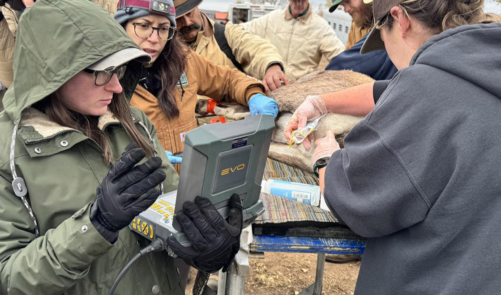 Volunteers and vets perform an ultrasound to determine pregnancy on a desert bighorn ewe before she is translocated. Volunteers and vets perform an ultrasound to determine pregnancy on a desert bighorn ewe before she is translocated.