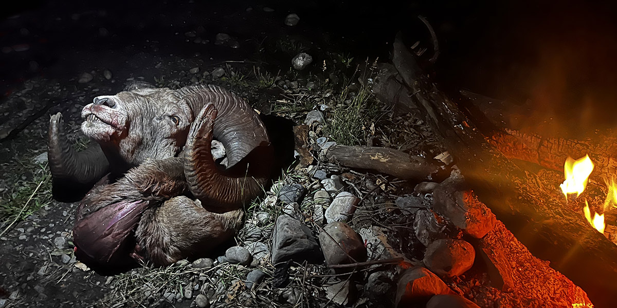 Horns of a bighorn sheep around a campfire in the East Kootenays of British Columbia. Horns of a bighorn sheep around a campfire in the East Kootenays of British Columbia.