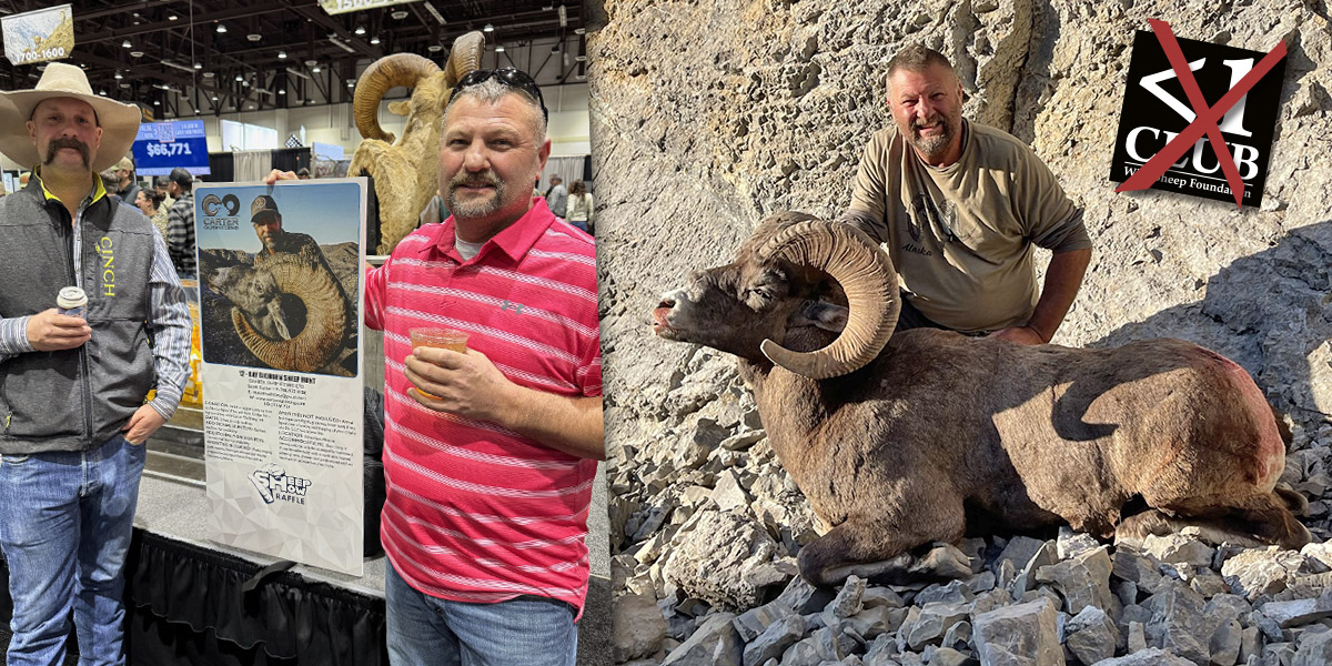 Collage of photos from 2024 Sheep Show and a successful bighorn hunter Collage of photos from 2024 Sheep Show and a successful bighorn hunter