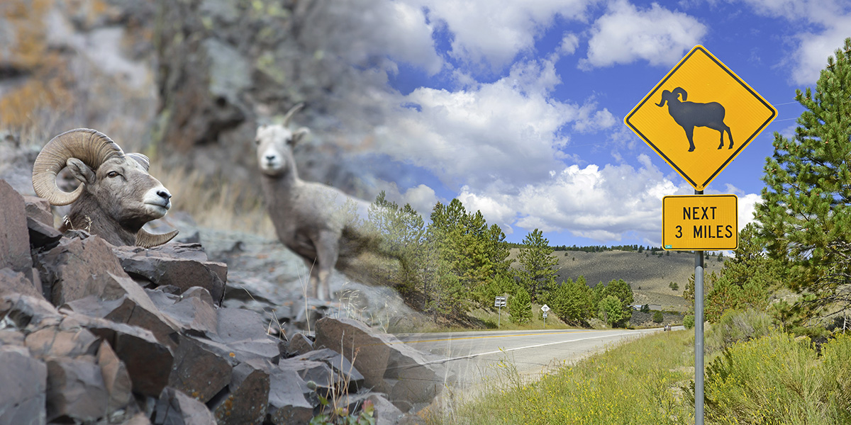 Collage of bighorn sheep in Montana over an image of a wildlife crossing sign. Collage of bighorn sheep in Montana over an image of a wildlife crossing sign.