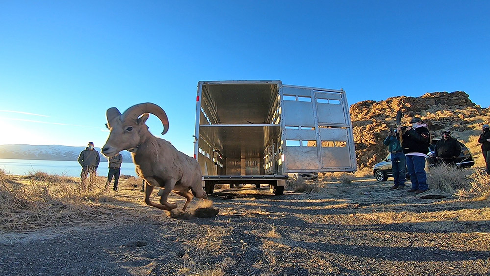 Bighorn ram jumping out of a trailer during translocation project.