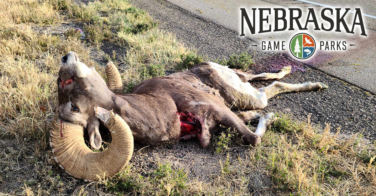 Dead bighorn sheep along side a highway in Nebraska Dead bighorn sheep along side a highway in Nebraska