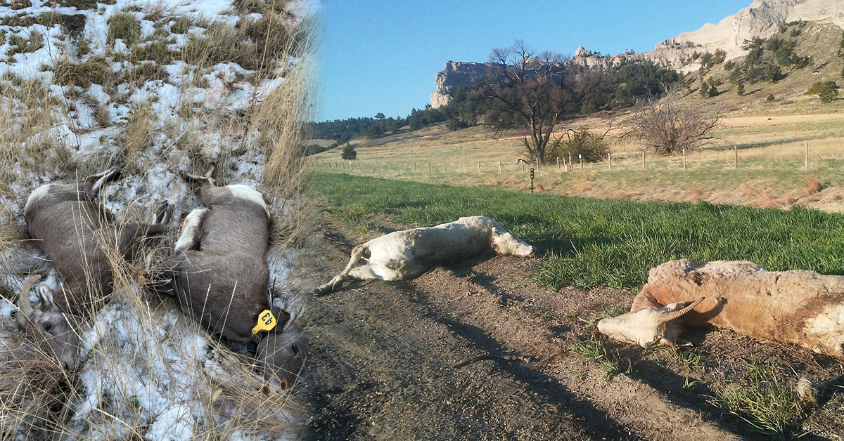 Collage of dead bighorn sheep who died from collisions with cars Collage of dead bighorn sheep who died from collisions with cars