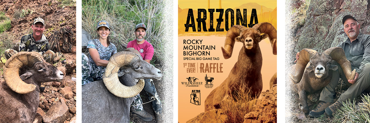 Collage of bighorn sheep legally harvested in Arizona Collage of bighorn sheep legally harvested in Arizona