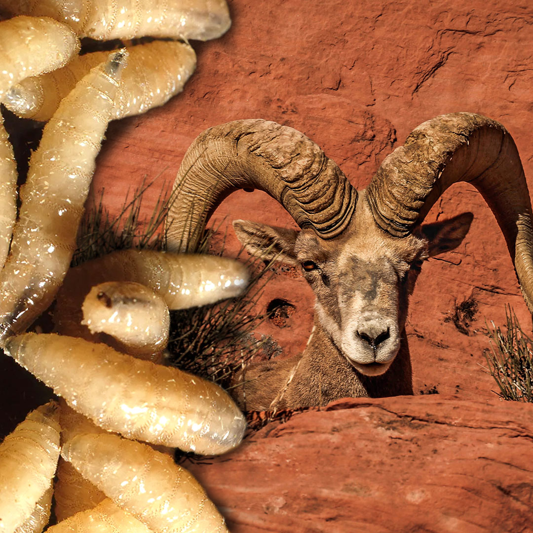 collage of screwworms over a desert bighorn sheep collage of screwworms over a desert bighorn sheep
