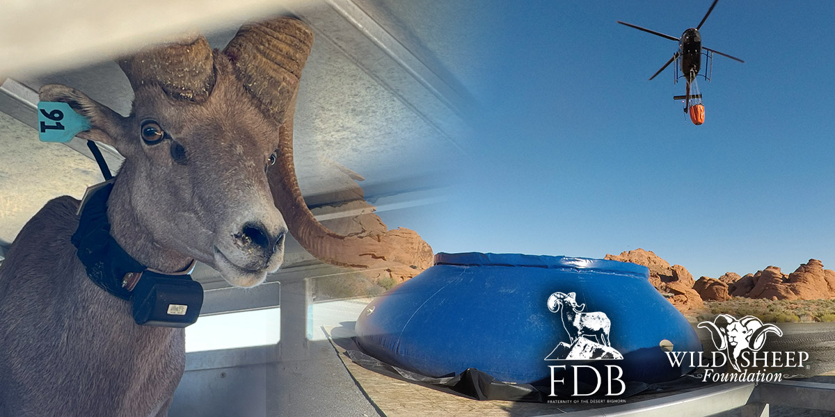 desert bighorn sheep being readied for translocation from Nevada to Utah desert bighorn sheep being readied for translocation from Nevada to Utah